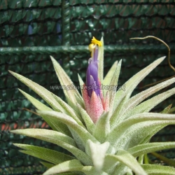 Tillandsia ionantha var.vanhyningii