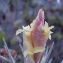 tillandsia ixioides