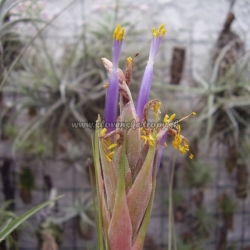 tillandsia juncea