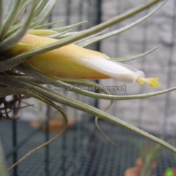 tillandsia matudae