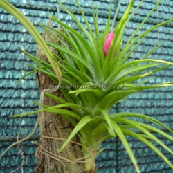 tillandsia montana