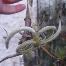 tillandsia myosura