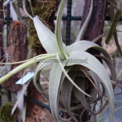 tillandsia nana