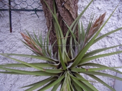 tillandsia nidus