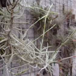 tillandsia paleacea