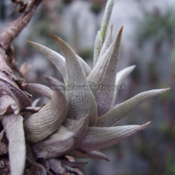 tillandsia peiranoi