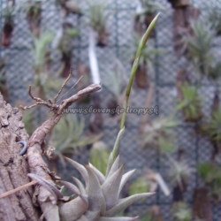 tillandsia peiranoi