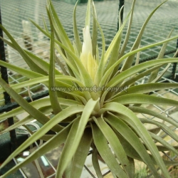 tillandsia plagiotropica