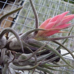 tillandsia pruinosa