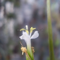 tillandsia remota