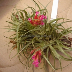 tillandsia roseiflora