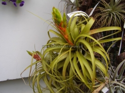 tillandsia rothii