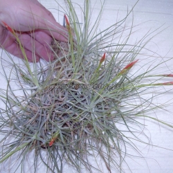 tillandsia schiedeana