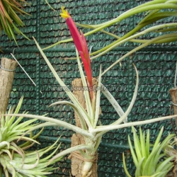 tillandsia schiedeana var.glabrior