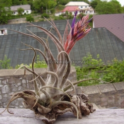 tillandsia seleriana