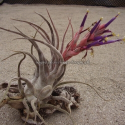 tillandsia seleriana