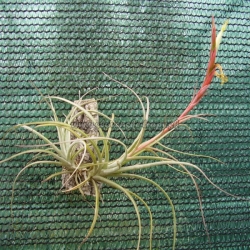 tillandsia.,,Small Sun,,