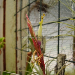 tillandsia.,,Small Sun,,