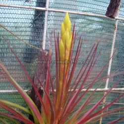 tillandsia tricolor var.melanocrater