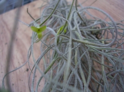 tillandsia usneoides