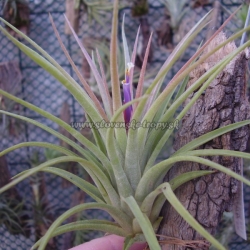 Tillandsia concolor x Tillandsia ionantha