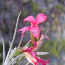 Tillandsia dorotheae