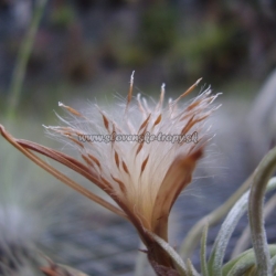 Tillandsia retorta semená