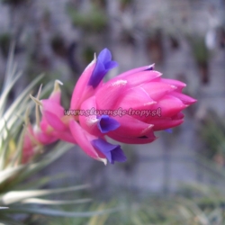 Tillandsia stricta