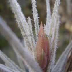 Tillandsia tectorum var.casmensis