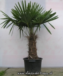 Trachycarpus fortunei -17C kmeň 50-60cm