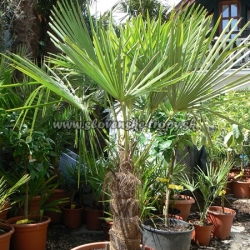 Trachycarpus fortunei