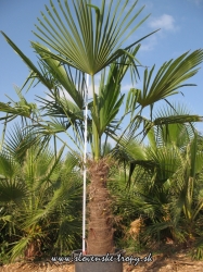 Trachycarpus fortunei -17C
