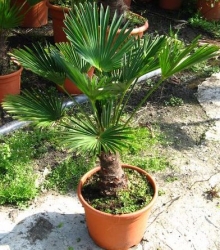 trachycarpus_wagnerianus.jpg