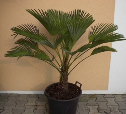 trachycarpus_wagnerianus_140cm.jpg