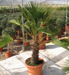 Trachycarpus wagnerianus