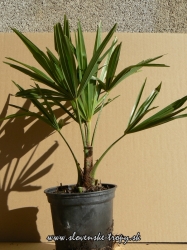 trachycarpus_wagnerianus_1l_20_30cm.JPG