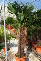 trachycarpus_wagnerianus_200_250.jpg