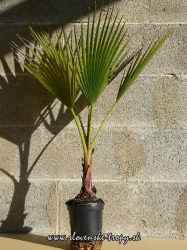 Washingtonia robusta