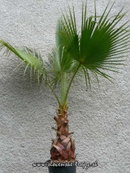 Washingtonia robusta