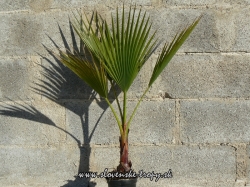 washingtonia_robusta_km_10_15cm_v_100cm.JPG