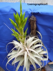 tillandsia xerographica