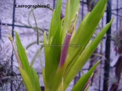 tillandsia xerographica