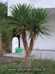 Yucca aloifolia