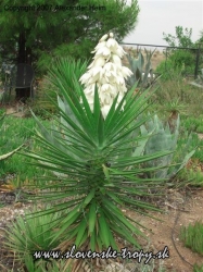 Yucca aloifolia