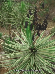 yucca