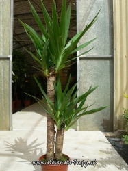 yucca_elegans_2_l.JPG