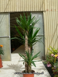 yucca_elegans_8_l.JPG