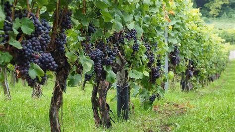 Schéma jednoriadkového drôtového systému pre vinič