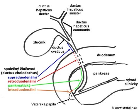 Anatomický nákres vaječníka s vyznačenou kôrovou a dreňovou časťou