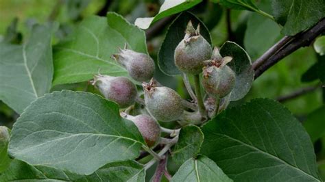 Ilustrácia plodov jablone Melódia s detailným zobrazením farby a tvaru